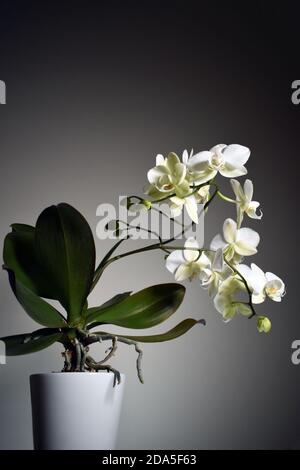 Eine Weiße Orchidee (Phalaenopsis) vor einem allmählich verblassenden weißen bis schwarzen Hintergrund. Die Orchidee hat grüne Blätter und wird in eine weiße Keramikvase eingegossen. Stockfoto