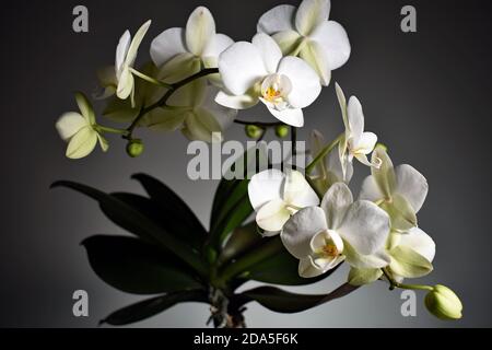 Eine Weiße Orchidee (Phalaenopsis) vor einem allmählich verblassenden weißen bis grauen Hintergrund. Die weiß blühende Orchidee scheint von einem Scheinwerfer beleuchtet zu werden. Stockfoto