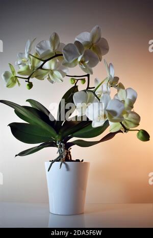 Eine Weiße Orchidee (Phalaenopsis) vor einem allmählich verblassenden weißen bis warmen weißen / orangen Hintergrund. Die Orchidee wird in eine weiße Keramikvase eingegossen. Stockfoto