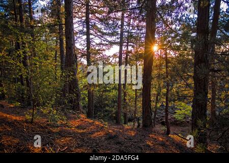 Mischwald hinterleuchtet im Ätna Park bei Sonnenuntergang, Sizilien Stockfoto