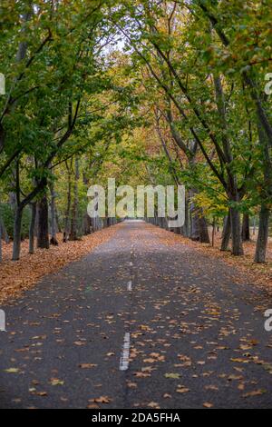 Herbstliche Straße, umgeben von großen gelben und grünen Bäumen Farben und gefallene Blätter auf dem Boden Stockfoto