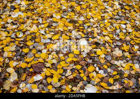 Hübsche Waldboden mit gefallenen gelben und weißen Blättern im Herbst bedeckt. Birkenblätter. Stockfoto