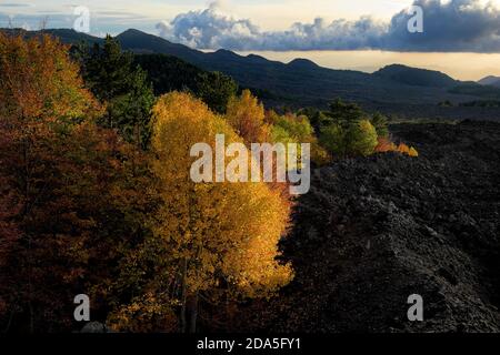 Herbstlicher Mischwald umgeben von gekühlter Lava von 1976 im Ätna Park am Abend, Sizilien Stockfoto