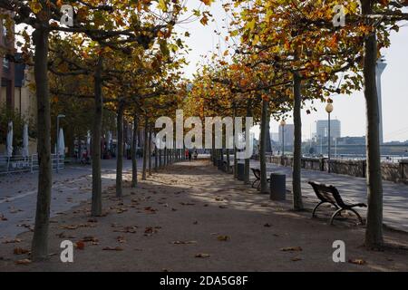 Fußgängerweg zwischen Baumreihen mit farblich wechselnden Blättern an der Rheinuferpromenade am Rheinufer in Düsseldorf. Stockfoto