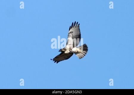 Rough legged Hawk Jugendliche und Erwachsene Stockfoto