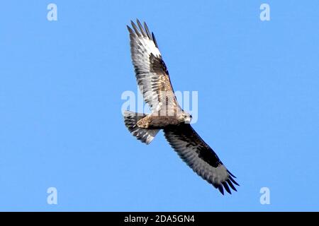 Rough legged Hawk Jugendliche und Erwachsene Stockfoto