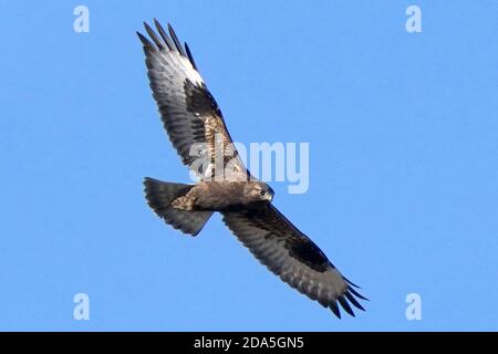 Rough legged Hawk Jugendliche und Erwachsene Stockfoto