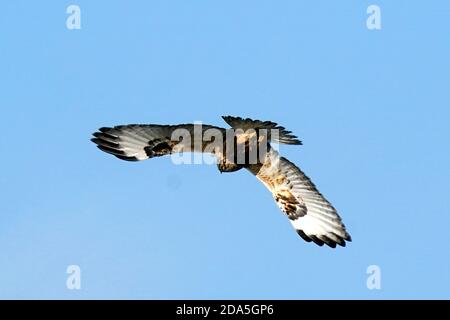 Rough legged Hawk Jugendliche und Erwachsene Stockfoto