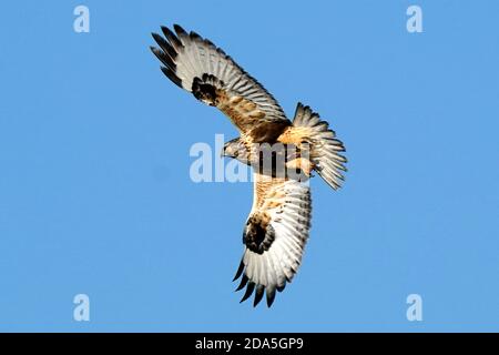 Rough legged Hawk Jugendliche und Erwachsene Stockfoto