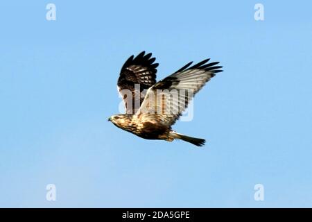 Rough legged Hawk Jugendliche und Erwachsene Stockfoto