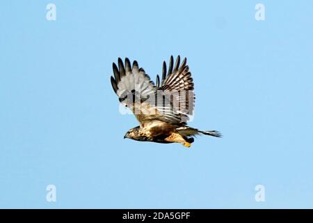 Rough legged Hawk Jugendliche und Erwachsene Stockfoto