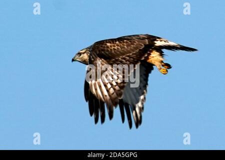 Rough legged Hawk Jugendliche und Erwachsene Stockfoto