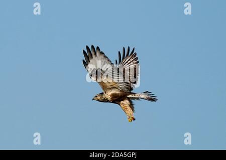 Rough legged Hawk Jugendliche und Erwachsene Stockfoto