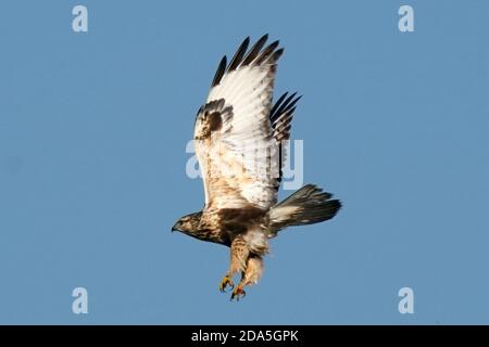 Rough legged Hawk Jugendliche und Erwachsene Stockfoto