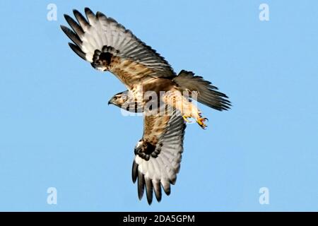 Rough legged Hawk Jugendliche und Erwachsene Stockfoto