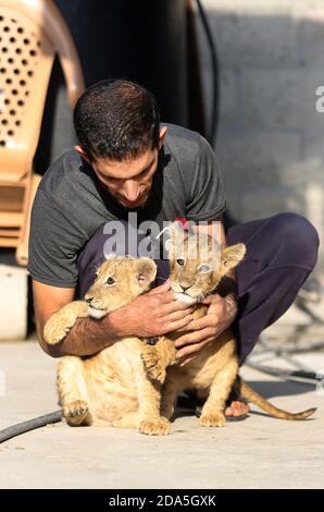 Khan Younis, Gaza. November 2020. Der Palästinenser Naseem Abu Jama, 27, spielt am Montag, den 9. November 2020, mit einem Löwenjungen in seinem Haus in Khan Younis im südlichen Gazastreifen. Abu Jama kaufte ein paar Löwenjungen aus einem Zoo, der aufgrund der wirtschaftlichen Rezession im Gazastreifen während der Coronavirus-Pandemie geschlossen wurde und das gesamte Gebiet einsperrte. Foto von Ismael Mohamad/UPI Credit: UPI/Alamy Live News Stockfoto