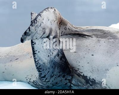 Ein erwachsener männlicher Leopardenrobbe, Hydrurga leptonyx, zog auf Eis in Girard Bay, Antarktis. Stockfoto