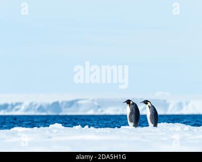 Erwachsene Kaiserpinguine, Aptenodytes forsteri, auf Eis gezogen in der Nähe von Snow Hill Island, Weddellmeer, Antarktis. Stockfoto