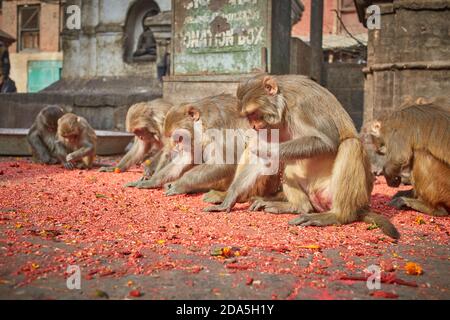 Affen essen auf dem Boden am Swayambhunath Tempel in Kathmandu Stadt. Stockfoto