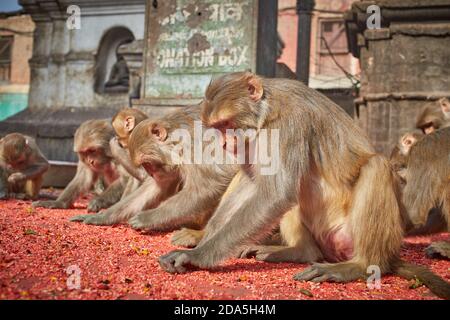 Affen essen auf dem Boden am Swayambhunath Tempel in Kathmandu Stadt. Stockfoto