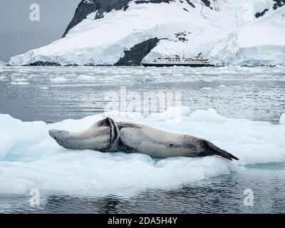 Ein erwachsener männlicher Leopardenrobbe, Hydrurga leptonyx, zog auf Eis in Girard Bay, Antarktis. Stockfoto