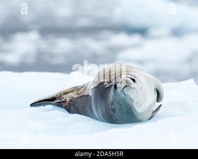 Krabbenrobbe für Erwachsene, Lobodon carcinophaga, Girard Bay, Antarktis. Stockfoto