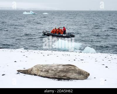 Erwachsene Weddellrobbe, Leptonychotes weddellii, ruht auf Eis auf Paulet Island, Weddellmeer, Antarktis. Stockfoto