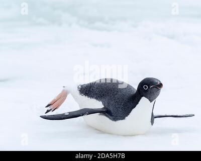 Adélie Pinguin, Pygoscelis adeliae, auf schnellem Eis in der Nähe von Devil Island, Weddellmeer, Antarktis. Stockfoto