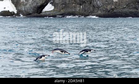 Chinstrap Pinguin, Pygoscelis antarcticus, Porpoising im Meer bei Point Wild, Elephant Island, Antarktis. Stockfoto