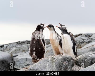 Gentoo-Pinguine, Pygoscelis papua, Mauser in der Brutkolonie auf Petermann Island, Antarktis. Stockfoto