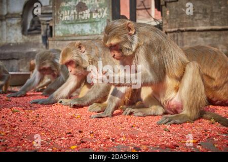 Affen essen auf dem Boden am Swayambhunath Tempel in Kathmandu Stadt. Stockfoto