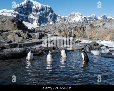 Gentoo-Pinguine, Pygoscelis papua, spielen in einem Schmelzwasserpool am Jougla Point, Wiencke Island, Antarktis Stockfoto