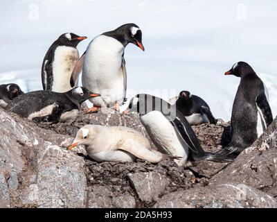 Ein leukistischer Gentoo-Pinguin, Pygoscelis papua, zeigt einen Mangel an Melanin, der auf der chilenischen Basis Gonzalez Videla in der Antarktis nistet. Stockfoto