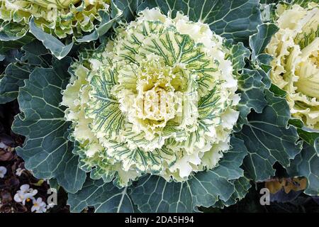 Creme weiß Zierkohl Pflanzen im Herbstgarten Stockfoto