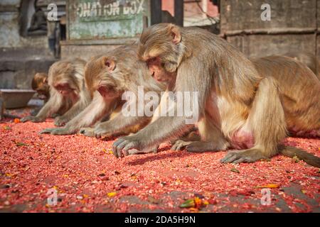 Affen essen auf dem Boden am Swayambhunath Tempel in Kathmandu Stadt. Stockfoto