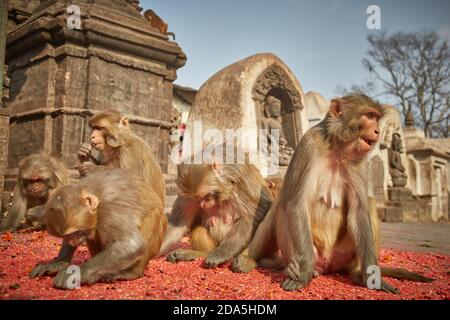 Affen essen auf dem Boden am Swayambhunath Tempel in Kathmandu Stadt. Stockfoto