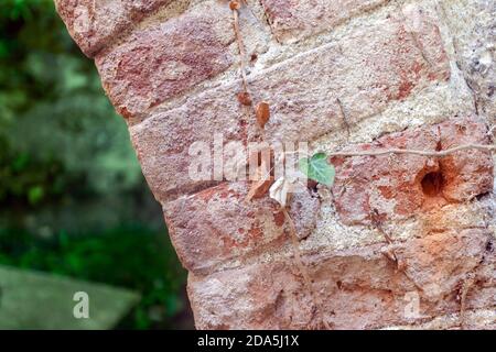 Roter Ziegelbogen Stockfoto