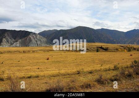 Die Herbststeppe mit vergilbtem Gras und seltenen Büschen und Bäumen am Fuße der hohen Berge. Altai, Sibirien, Russland. Stockfoto