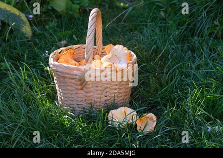 Frische Waldpfifferlinge in einem Weidenkorb oder gewebten Korb. Ein rustikaler Korb voller Waldpilze auf einem Gras. Erntekonzept. Stockfoto