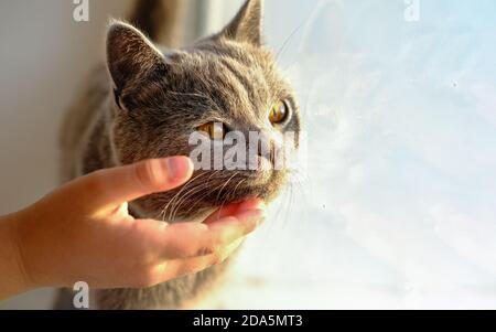 Glückliche Katze mag es, von der Hand des Mädchens gestreichelt zu werden. Das britische Kurzhaar-Katzenportrait. Ein Kätzchen mit gelben Augen. PET-Freund-Konzept. Platz für Text kopieren. Stockfoto