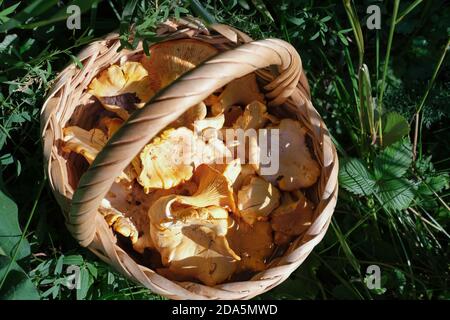 Frische Waldpfifferlinge in einem Weidenkorb oder gewebten Korb. Ein rustikaler Korb voller Waldpilze auf einem Gras. Erntekonzept. Nahaufnahme. Proteinreiches Gericht. Stockfoto