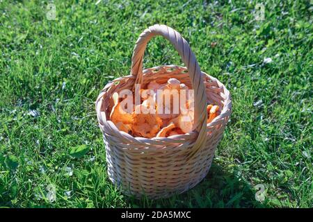 Frische Waldpfifferlinge in einem Weidenkorb oder gewebten Korb. Ein rustikaler Korb voller Waldpilze auf einem Gras. Erntekonzept. Nahaufnahme. Proteinreiches Gericht. Herbsternte Stockfoto