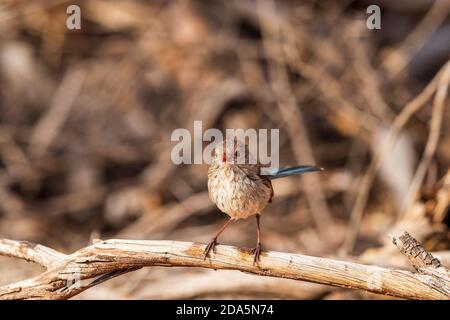 Eine nasse weibliche Prunkfaywren (Malurus splendens), die ein Bad genießt. Stockfoto