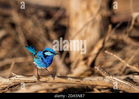 Ein männlicher, prächtiger Fairywren (Malurus splendens) in seinem bunten Zuchtgefieder. Stockfoto