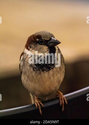 Ein männlicher Haussparrow (Passer domesticus), der auf einem Draht thront. Stockfoto