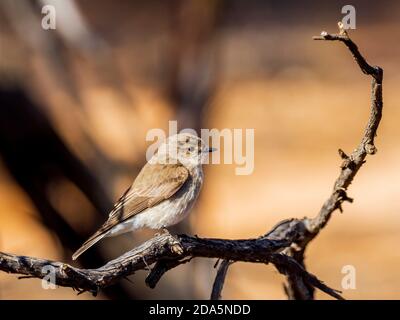 Ein kleiner grau-brauner Rotkehlchen mit einer schwach blassen Augenlinie und weißem Unterkörper, bekannt als Jacky Winter (Microeca fascinans). Stockfoto