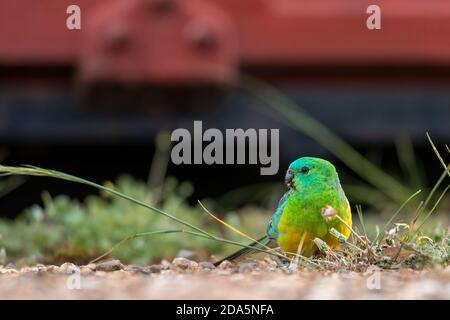 Ein erwachsener Rüsselpapagei (Pseuphotus haematonotus), der sich auf Blütenköpfen im Gras ernährt. Stockfoto