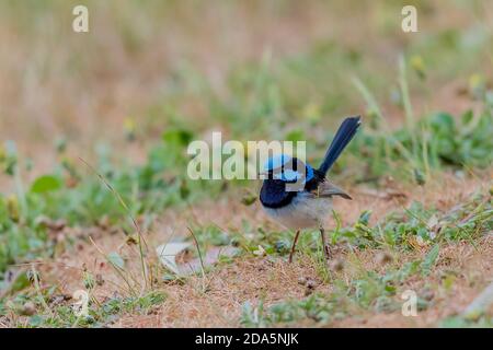 Ein erwachsenes Männchen Superb fairywren (Malurus cyaneus) in seinem reichen blauen und schwarzen Brutgefieder. Stockfoto