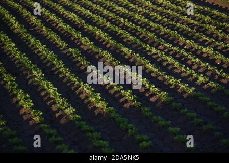 Barcelona, Spanien. November 2020. Grüne Kopfsalat wächst auf einem Feld in der Nähe von Barcelona. Quelle: Jorge Sanz/SOPA Images/ZUMA Wire/Alamy Live News Stockfoto