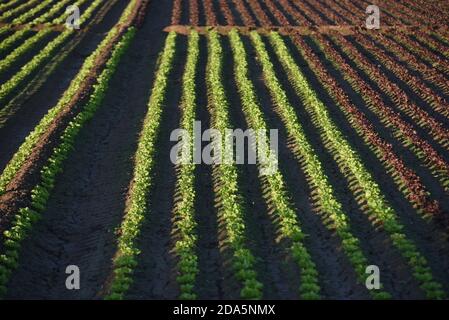 Barcelona, Spanien. November 2020. Grüne und rote Kopfsalat wächst auf einem Feld in der Nähe von Barcelona. Quelle: Jorge Sanz/SOPA Images/ZUMA Wire/Alamy Live News Stockfoto